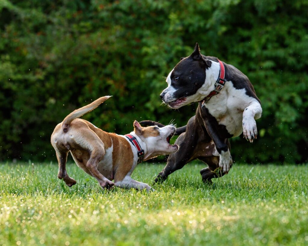 dogs