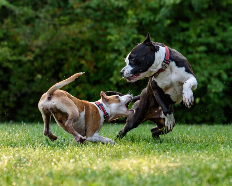 dogs