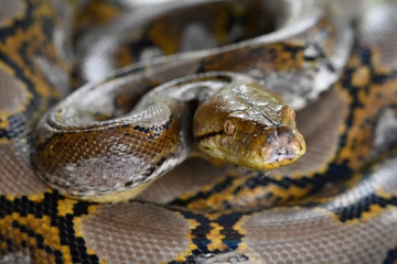 If You Have Suffered an Injury from an Animal Attack, You Need a Lawyer.