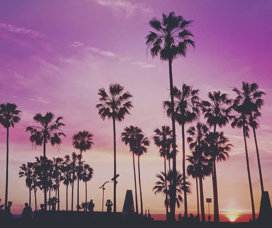 palm tree